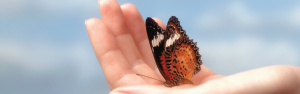 Butterfly in hand slider image