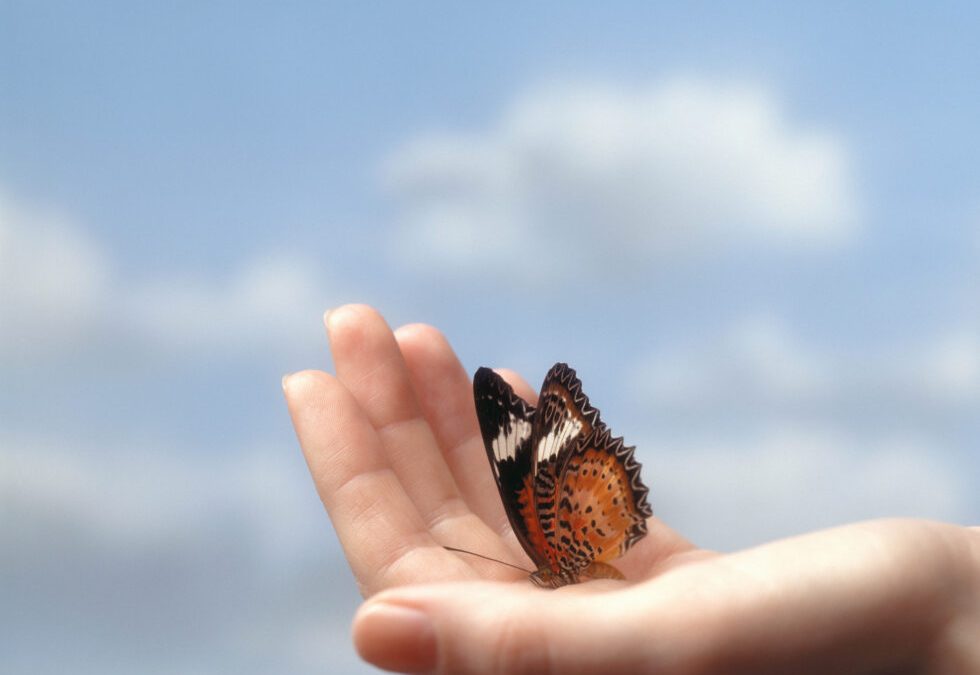 An orange, black and white butterfly gently sitting on the palm of a woman's hand with blue skies in the background.