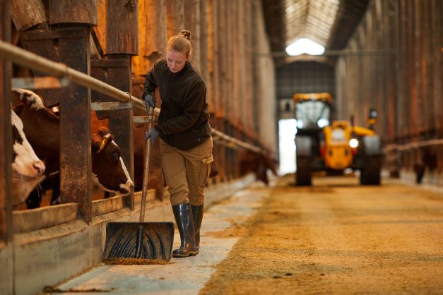 Woman cleaning cow barn with cows and tractor in background used for Rural Response Program ad
