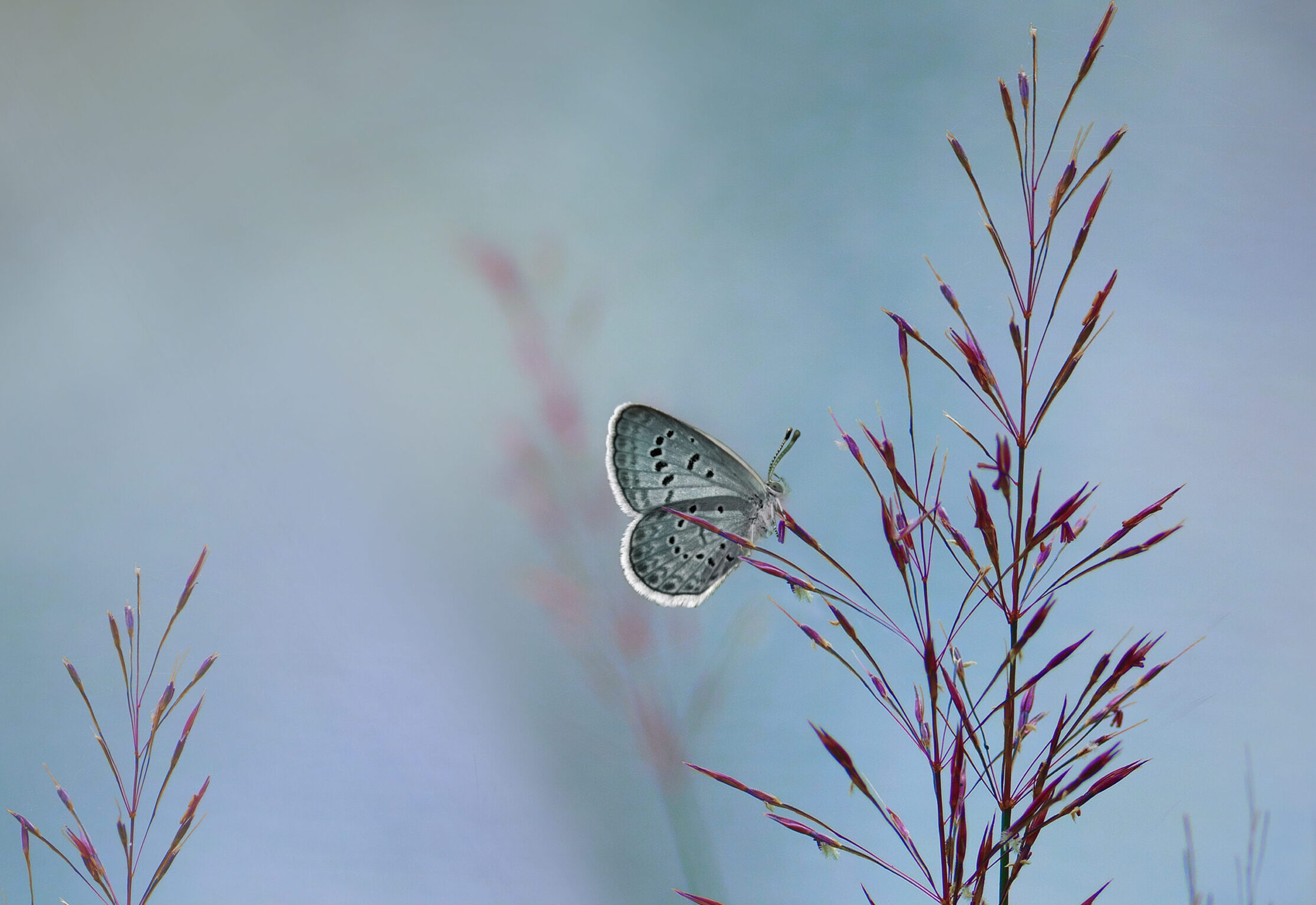 blue butterfly or moth sitting on a spiky pink plant