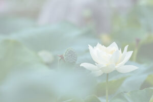 A white lotus flower in bloom with light opacity.