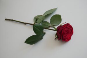 A single red rose on a white background.