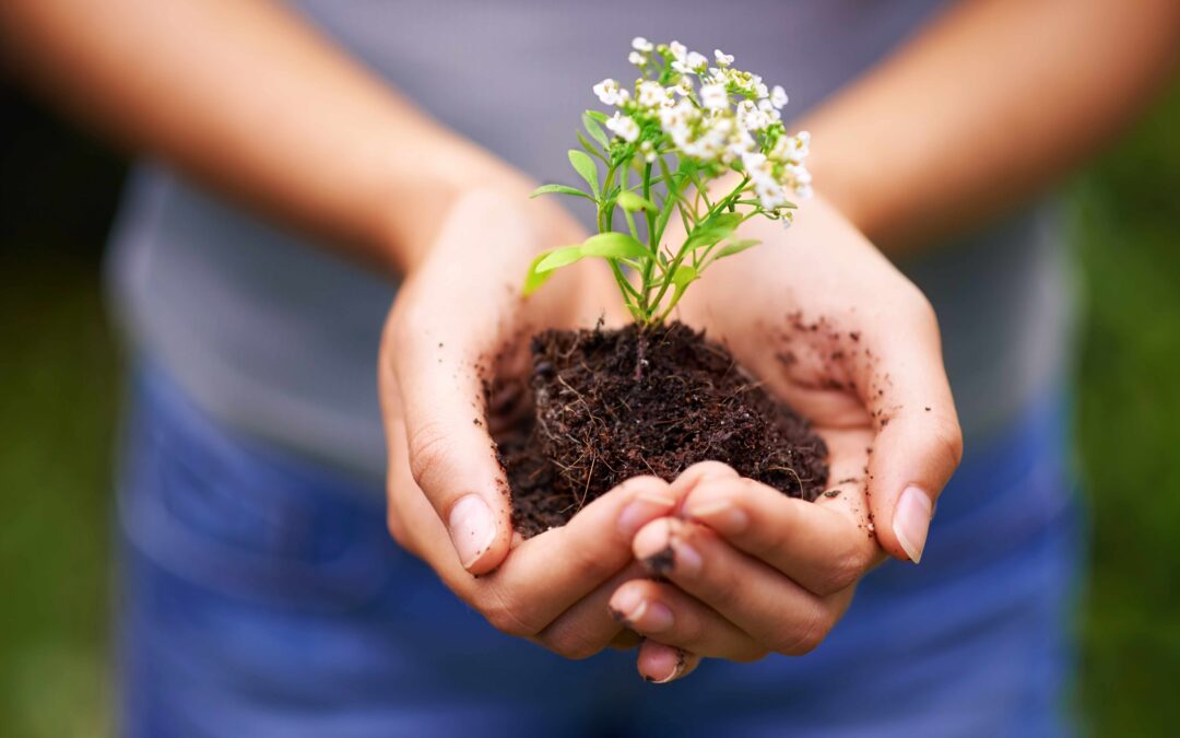 Hands cupped holding dirt and growing plant with white flowers.