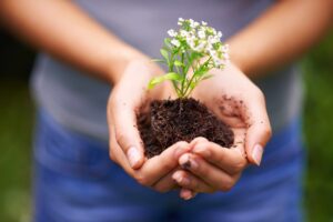 Hands cupped holding dirt and growing plant with white flowers.