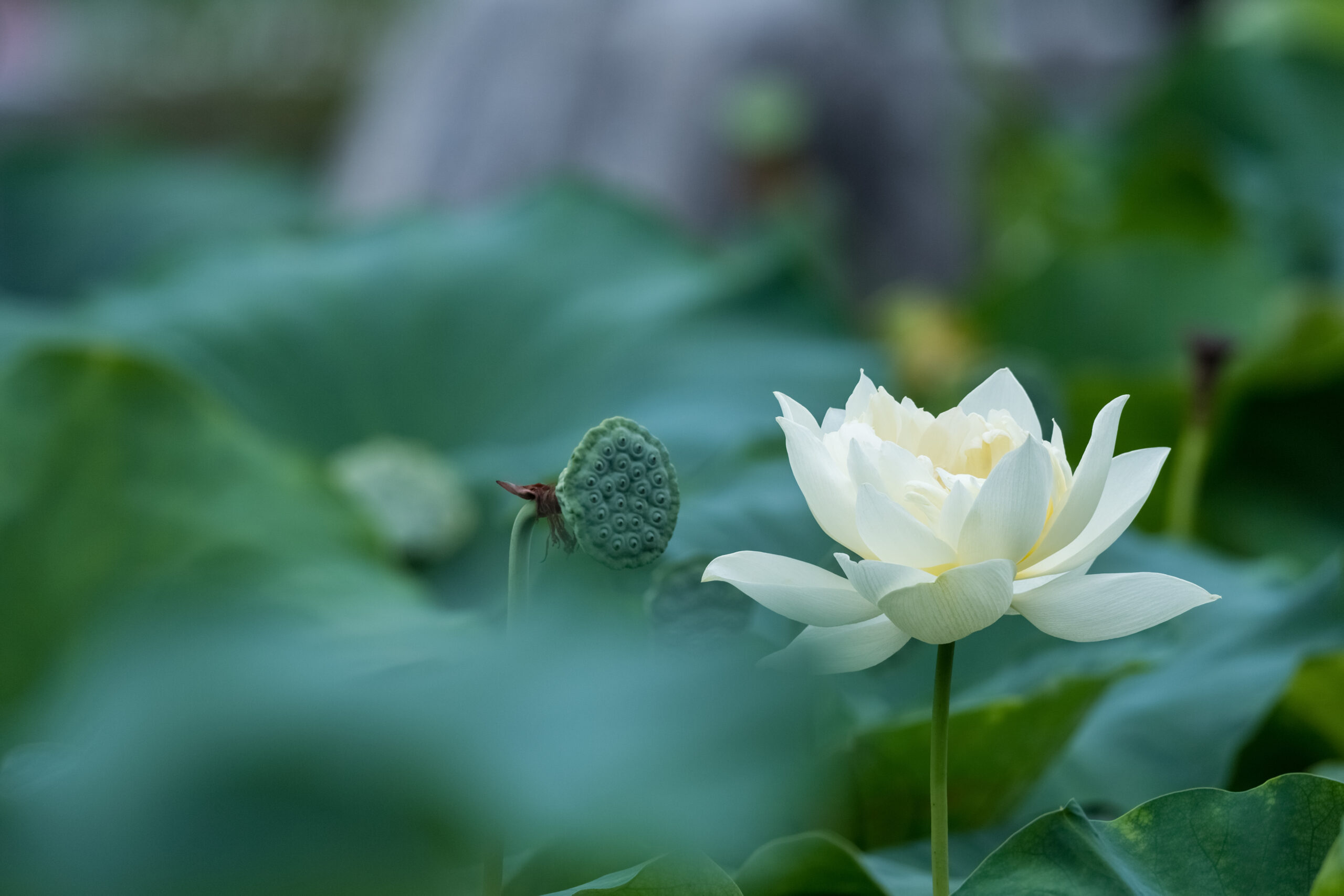 white lotus flower in bloom in summer